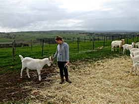 Kangarilla Creamery - Accommodation Bookings 2