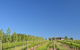 McLaren Vale III Associates - thumb 3