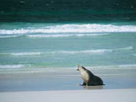 Flinders Chase National Park - Accommodation Bookings 1