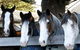 Victor Harbor Horse Drawn Tramway - thumb 0