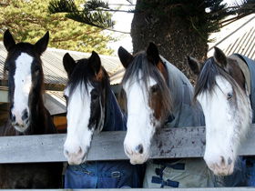 Victor Harbor Horse Drawn Tramway - Accommodation Bookings 0