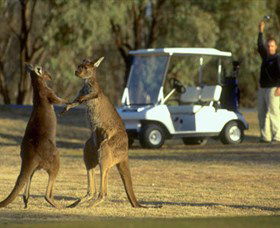 Coomealla Golf Club - Accommodation Bookings 2