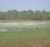 Leaning Tree Lagoon Nature Park - Accommodation Bookings