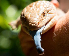 Territory Wildlife Park - Accommodation Bookings 5