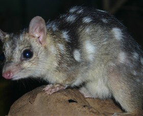 Territory Wildlife Park - Accommodation Bookings 6