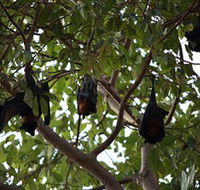 Manngarre Rainforest Walk - Accommodation Bookings