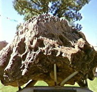 Fossilised Tree - Accommodation Bookings