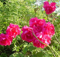 Bishop's Lodge Historic House and Heritage Rose Garden - Accommodation Bookings