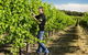 Patrick Of Coonawarra - thumb 0