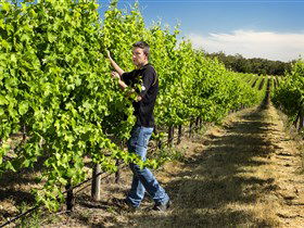 Patrick Of Coonawarra - Accommodation Bookings 0
