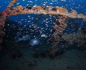 Lady Bowen Dive Site - Accommodation Bookings 1