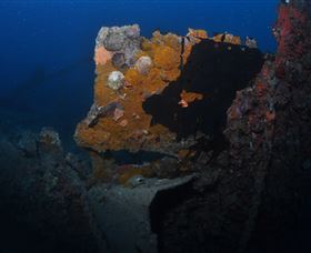 Lady Bowen Dive Site - Accommodation Bookings 0