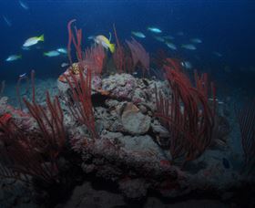 Lady Bowen Dive Site - Accommodation Bookings 3