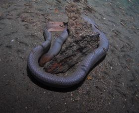 Lady Bowen Dive Site - Accommodation Bookings 2