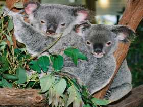 Kuranda Koala Gardens - Accommodation Bookings 2