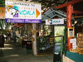 Kuranda Koala Gardens - Accommodation Bookings 3