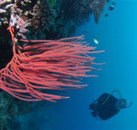 Eddy Reef Dive Site - Accommodation Bookings