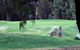 Deniliquin Golf Club - thumb 2