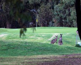 Deniliquin Golf Club - Accommodation Bookings 2