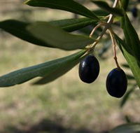 Red Rock Olives - Accommodation Bookings