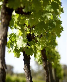 The Old School Winery And Pottery - Accommodation Bookings 1