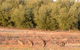 Yarrow Park - thumb 4