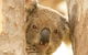 Murrumbidgee Valley National Park - thumb 2