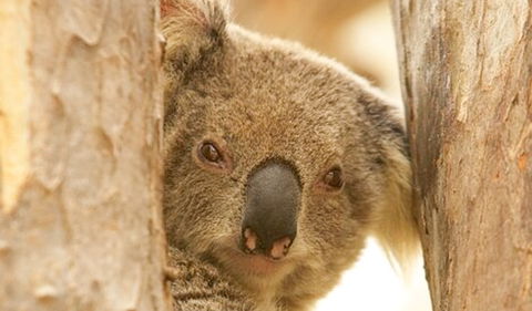 Murrumbidgee Valley National Park - Accommodation Bookings 2