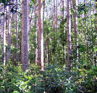 Cathu State Forest - Accommodation Bookings