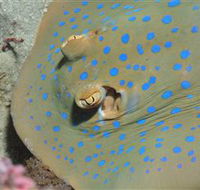 Jorgey's Patch Dive Site - Accommodation Bookings