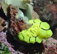 The Oasis Dive Site - Accommodation Bookings