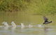 Lake Cowal - thumb 1