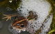 Lake Cowal - thumb 5