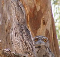 Bird Watching - Accommodation Bookings