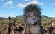 Emu Logic - thumb 1