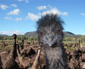 Emu Logic - Accommodation Bookings 1