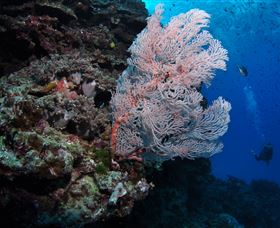 Barracuda Bommie Dive Site - Accommodation Bookings 0