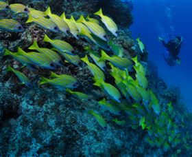 Barracuda Bommie Dive Site - Accommodation Bookings 2