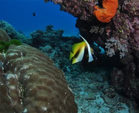 Barracuda Bommie Dive Site - Accommodation Bookings 3
