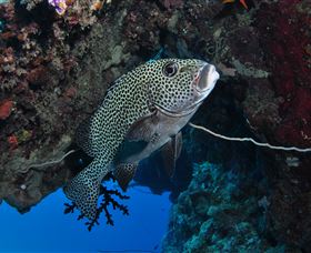 Barracuda Bommie Dive Site - Accommodation Bookings 1