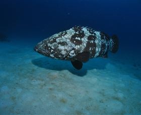 Castle Rock Dive Site - Accommodation Bookings 3