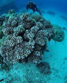 Castle Rock Dive Site - Accommodation Bookings 2