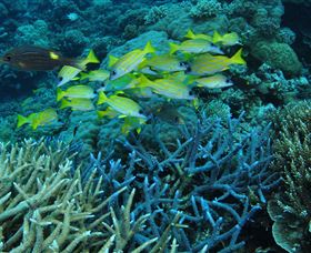 Castle Rock Dive Site - Accommodation Bookings 0