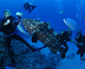 Castle Rock Dive Site - Accommodation Bookings 1