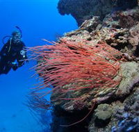 Three Sisters Dive Site - Accommodation Bookings