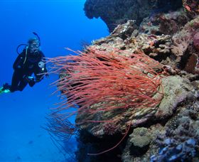 Three Sisters Dive Site - Accommodation Bookings 0