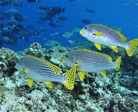Three Sisters Dive Site - Accommodation Bookings 1