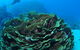 Three Sisters Dive Site - thumb 2