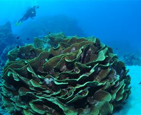 Three Sisters Dive Site - Accommodation Bookings 2