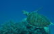 Three Sisters Dive Site - thumb 3